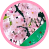 atw_sz's profile picture. 健人くん推し🪞💙timeleszも応援💜💚❤️SexyZoneへの愛と感謝をまだうまく宝箱に収めきれていない永遠にセクラバ🌹嵐もずーっと応援♡癒されてます💛❤️