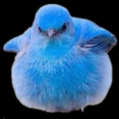 selpy5's profile picture. 