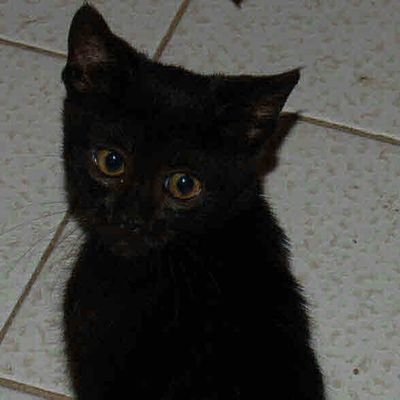 Katzenmama, Schriftstellerin und ich liebe es, Bücher zu lesen. Meine Inspiration kommt aus der Natur und der Musik, wenn ich nicht zu beschäftigt bin, zeichne