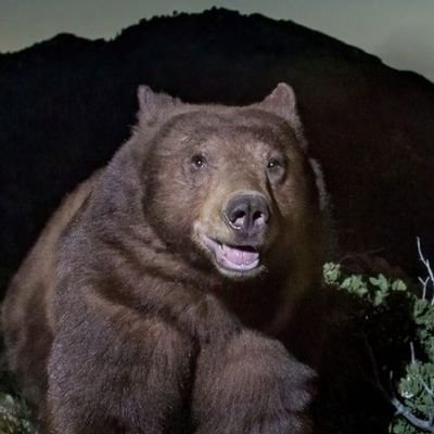 Guilunz's profile picture. { Analista de operações - futuro DevOps
{ Falo muito de e-sports e anime
{ 23y - PT/EN