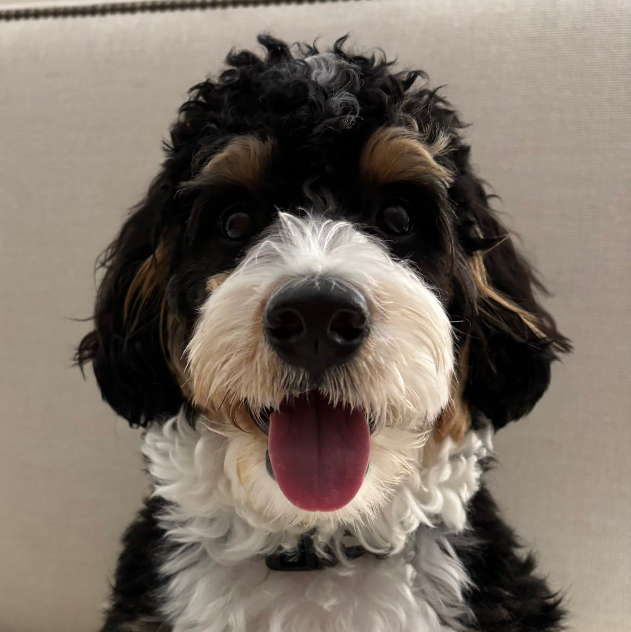 PongSizzle's profile picture. 