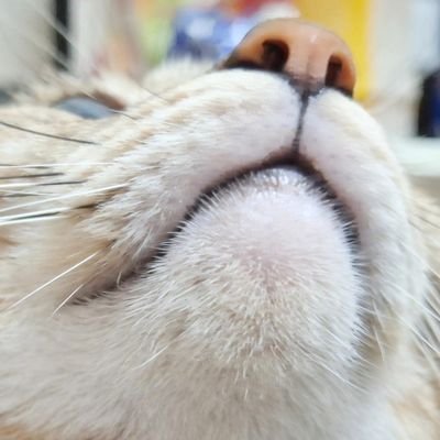 猫&漫画&イラスト&ゲーム&カプ妄想
✦Main🪡 🎯弓道部しずまふ🕊🐇💧❄️🔄🚫
◆3L/ケモノ/朝母子、🍨❄、レンキュン♡/広ちゃん♡/ぺご主/ロンパ幸運コンビ/深空🐦⬛🍎。Block=自衛🙂↕️🙏
✦台湾華語&日本語
✦AI使用✖無断転載✖