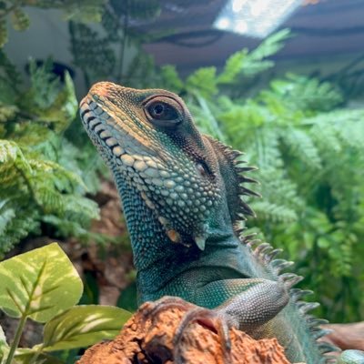 ibra51866atsu's profile picture. 