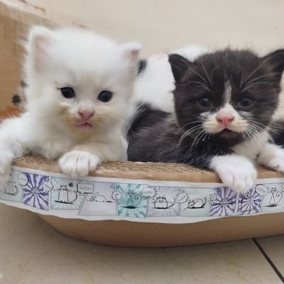 kuy_aahh's profile picture. yang penting halal...