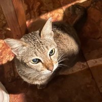 s (@catinsight) 's Twitter Profile