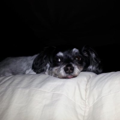 DadofGizymo's profile picture. Backup Account for Gizmo'sDad
GOLDEN AGE of AMERICA! Common Sense.Believes in God. Family1st.USA!Dog Lover!MAGA💯MAHA💯DOGE💯Veterans💯BacktheBlue💯ICE💯NO DMs