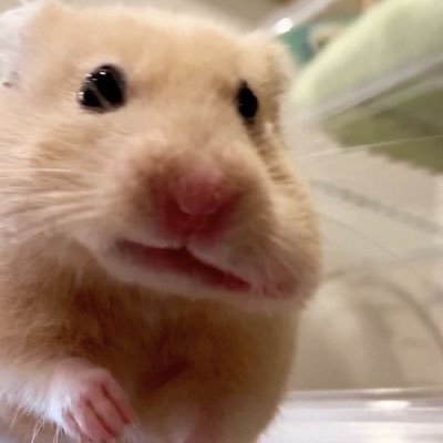 harister15's profile picture. tarot reader for kpop