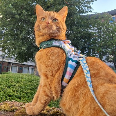 pumpkingibson's profile picture. I am Pumpkin. I am 16 months old and I am a boy. @kenzy_kitty sent me to mummy to make her smile ❤️ Adopted from @catsprotection