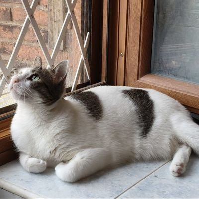 amokapali's profile picture. 