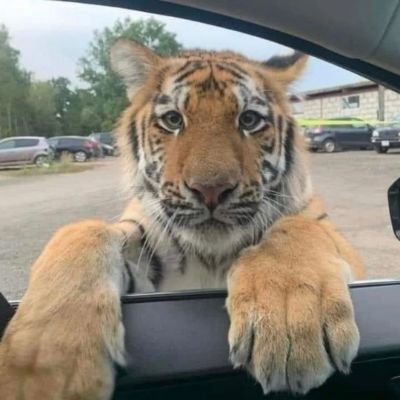 Junostarduzt's profile picture. it's still isn't over