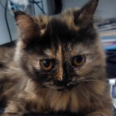 linlypink62's profile picture. หมูหยอง|Mooyong|21 |Drawing | Write a story |CAT😺 |Game |Bloody Painter| TH🇹🇭