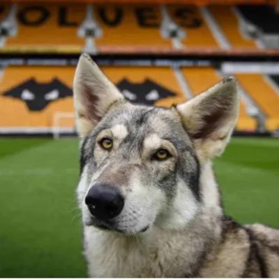 football y futbol. search my account for “Mahomes”. trying to be one of the 15 positive #WWFC supporters.