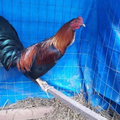 ruawarrior2's profile picture. 