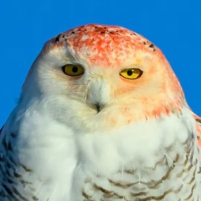 kerastatik's profile picture. 