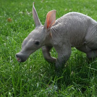 _shaibiton_'s profile picture. Part machine, part mystery