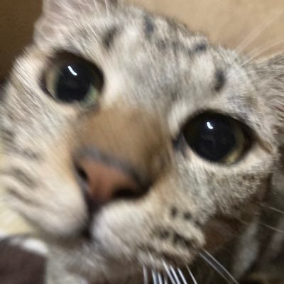 つきみゲーミング所属🐱
