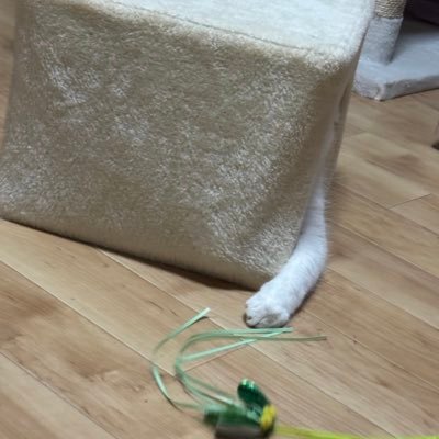 mel_sakura27's profile picture. Eins:Vier🐾yohiaco 猫