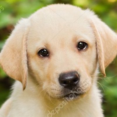 BellaLogan3zyw's profile picture. MAGA / ✝️ / Happily Married / WWII 🎖️Dad / 2A / 🚫DMs