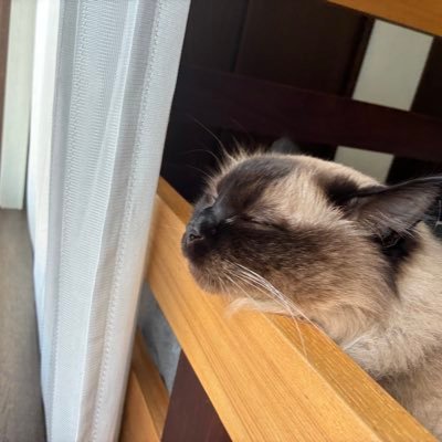 tiramis1104's profile picture. 