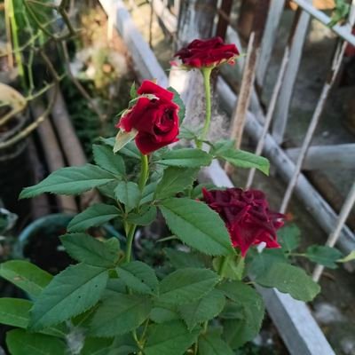 pumaama12's profile picture. 