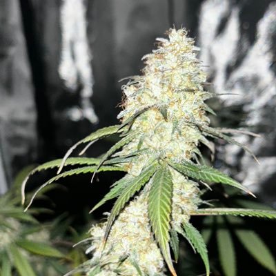 tenamphetamine's profile picture. #indoor beginner grower