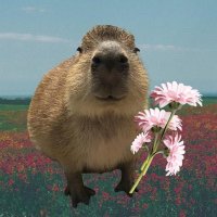 capy (@thacapytoken) 's Twitter Profile