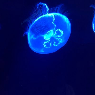 kochinn51's profile picture. 生涯竜党。パは西武推し。プロスピA【RTV】51 。純正最決勢。銀枠3回、最高2位。中日純正B9三回(39回2位、45回6位、55回5位)