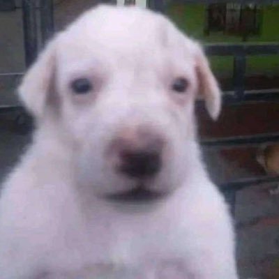 beatrizink's profile picture. salvando uns textos e acompanhando discussões