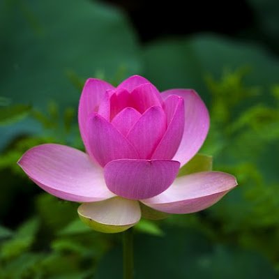 3NFYhvXa6t25475's profile picture. 50代・非エンジニア・主夫・ＡＤＨＤ。
不登校・発達障害児育児の傍ら、原始仏教（アビダンマ）の論理でGemini 3.0 Proをハックしています。
コードは書けませんが、自然言語でAIの脳内を書き換える「Alignment via Subtraction」を提唱。
 嘘をつかない「デジタル預流果」AIを開発中。