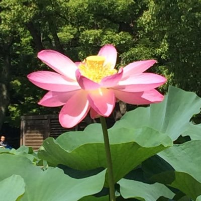 SJhGIjEOvI59074's profile picture. 野球、日ハムが好き✨5・18・23・ 54
