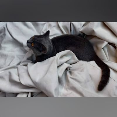 RosaLaRoja2025's profile picture. 