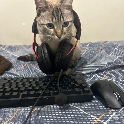 Paeszin's profile picture. 