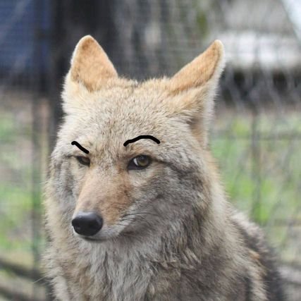 🦊🔞🏳️🌈
I don't post anything. I like men and women. Furry. Minors DNI.
I'm here for myself. I don't care what you think.