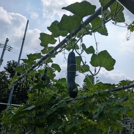 hitoppp8585's profile picture. ひとぴーは子供が付けてくれました
30歳40歳…70歳になろうとしている今もひとぴーと呼ばれています（汗）
Xまだまだ理解出来ていません失礼ありましたらお許しくださいm(__)m