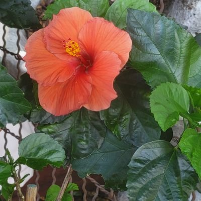 HoartyVk's profile picture. 