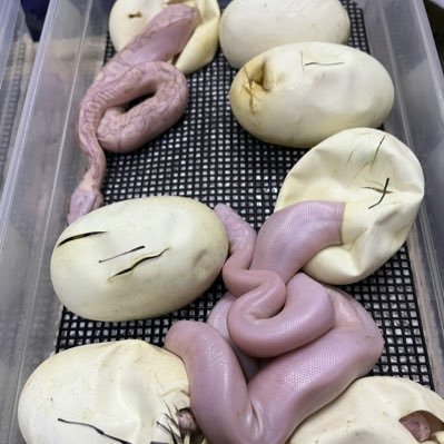 heartrest_rep's profile picture. 大阪でパイソン系のブリードショップをしています　一般、業者販売　予約制です