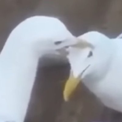 seven_starling_'s profile picture. extra secret blue glue girl club