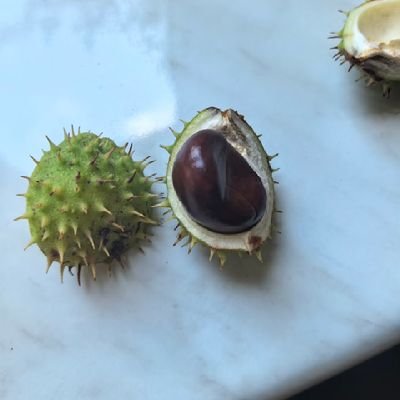 sheepwool9's profile picture. 