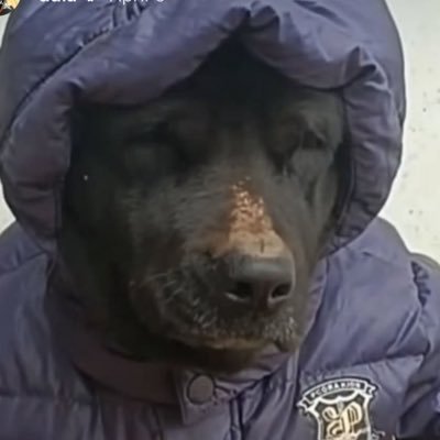 freekygordon's profile picture. bringing back shitposting