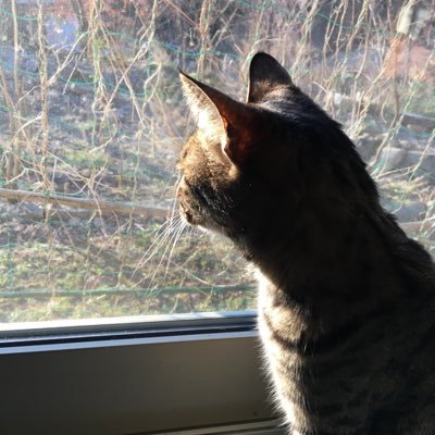 sosei1006's profile picture. 子どもが早起きなので、わたしも早起きです