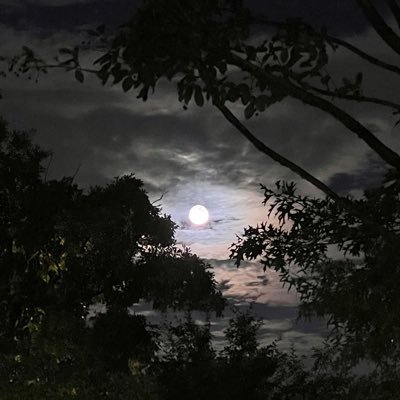 Lii_CheepCheep's profile picture. 