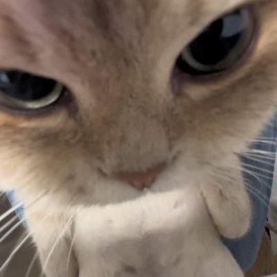 WhotfisAliii's profile picture. 