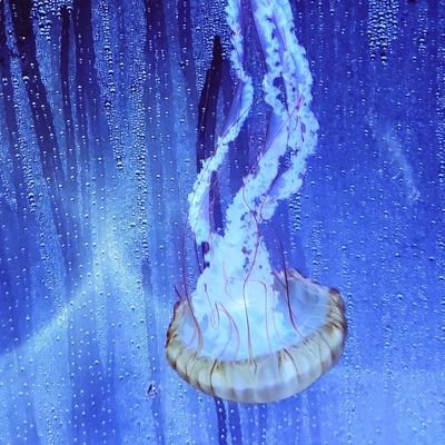 Kurage_camera0's profile picture. 成人済/♀/長野/📸🔰

長野～関東行ったり来たり

📸以外も呟いたりします🙇