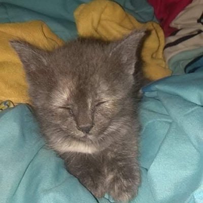 fahsosai's profile picture. 