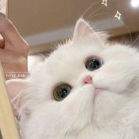 望月☽⋄͛ (@mochikan7) 's Twitter Profile
