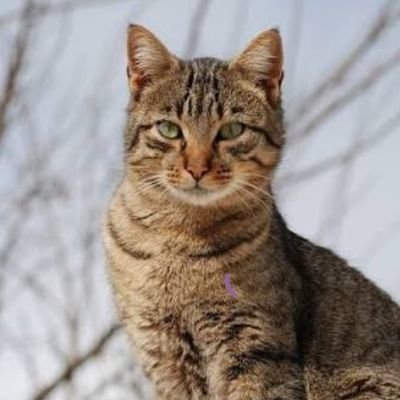 x3aliasghar's profile picture. 