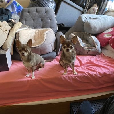 giovann875's profile picture. | Skyff World Cup 2022 83rd | Skyff 2023/24 62th |