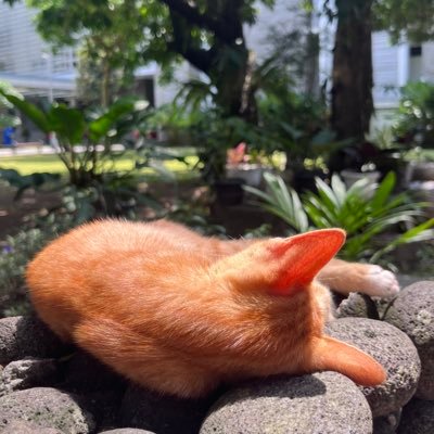 amaliamaysa's profile picture. 