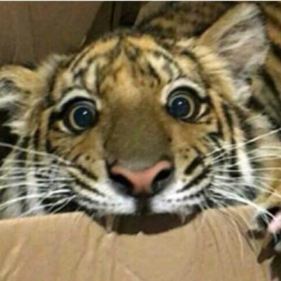 privtartzz's profile picture. ♡。＊ posting wips, shitposts, clh au ideas, personal lyfe / vents here . . . // main: @cookietartzz // anai luvrr 🦡📱