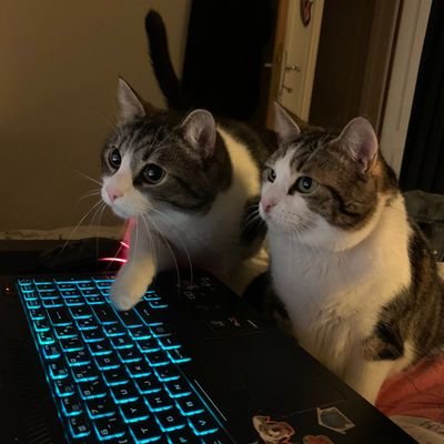 bean_fluffy02's profile picture. 